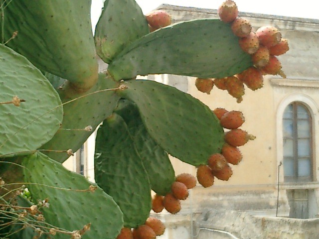 Fichi D'India